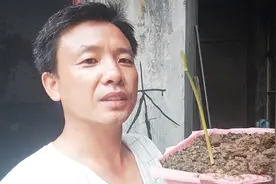 买的彼岸花一年多了， 终于发芽了，不久就会开花