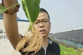 根疯乐一钙调蛋白，叶喷就生帝王根，非激素类产品，棵特壮，为后视频封面