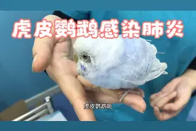 虎皮鹦鹉感染肺炎视频封面