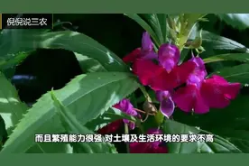 农村这种花，可以染指甲也可以染发，再也不用买染发剂了视频封面