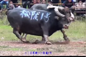 一碰就抠眼睛，一抠就致对方于死地视频封面