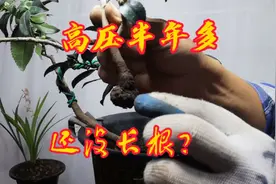 不是所有的树都适合高压繁殖，什么树高压半年都不长根？快来看看视频封面