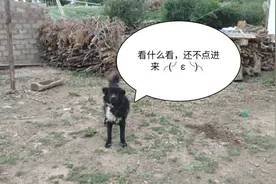 西藏记——看看农村藏族家的房屋装修风格，一起和小藏獒玩耍吧视频封面
