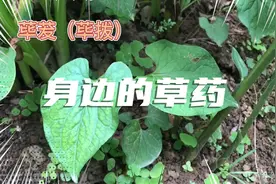 身边的草药（259），荜茇（荜拨），温中散寒下气止痛的草药