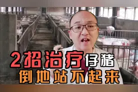 仔猪倒地四肢划水，可能是仔猪水肿病引起脑炎，赶紧治不然猪没了视频封面