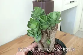 金钱木是不是多肉？金钱木这样养行不行？视频封面