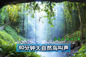 60分钟纯净鸟叫声：拥抱大自然，聆听深山鸟叫！放飞疲惫身心！视频封面