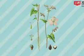 苦荞，血管的清道夫视频封面