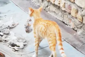猫妈妈找到一袋食物没吃就这样叼着，是想带回去给宝宝吃吗？视频封面