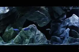 6米长的大鱼缸：纯石头造景，清新唯美视频封面