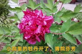 我家小院里的牡丹开放了，满院芬芳视频封面