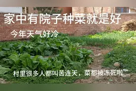 家中有院子，种菜就是好，遇到寒冷的冬天也不怕视频封面