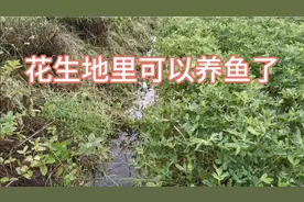 沂蒙山区被淹了，花生地瓜全泡在水里。雨在不停，花生都泡烂了视频封面