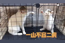 爷爷领养了两只猫，把它们放在一个笼子里，结果打得不可开交！