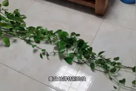 绿萝这样养，3月窜了1米6，长的太快了视频封面