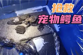 抢救4天的宠物小鳄鱼，到现在还是奄奄一息，我该如何是好视频封面