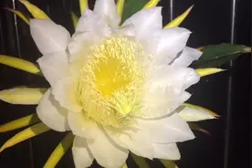 阳台种的火龙果开花了视频封面