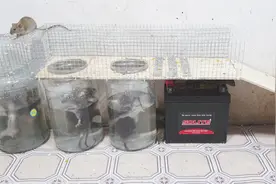 高手制作通电式捕鼠器，只需要一块12V电池，老鼠跑步往里进视频封面