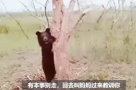 有本事别走，回去叫妈妈过来教训你视频封面
