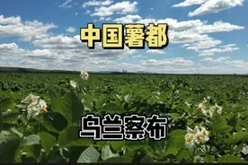 中国最大的马铃薯产区在哪？从山药蛋认识薯都乌兰察布。