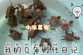 破壳七天的乌龟首次入水，不会吃东西真是愁人