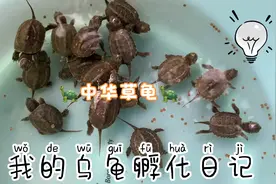破壳七天的乌龟首次入水，不会吃东西真是愁人