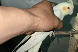 手养玄凤鹦鹉，瘦的皮包骨头，喂了这种食物，长的胖胖乎乎