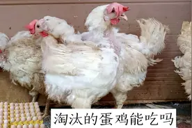 养殖场淘汰的老母鸡流向市场，因长太丑被嫌弃，这鸡肉还能吃吗？视频封面