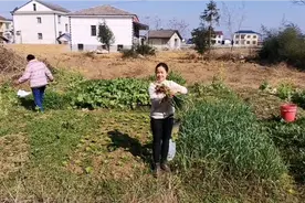 给大舅舅拜年，带一点家里的青菜，再买一条烟。看到了好贵的槟榔视频封面