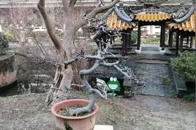 腊月十八，来看看一盆海棠盆景，出现新叶，新花苞也出来了视频封面