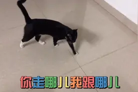 见过这么黏人的猫吗？走哪就跟哪，直到你抱它为止，像个孩子似的