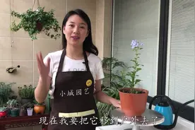 蓝雪花怎么养，缓苗后立刻做这几点，花开不断，枝繁叶茂视频封面