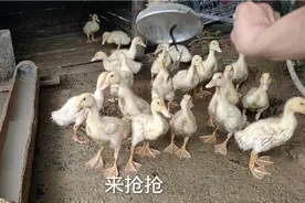 让鸭子快速成长，小伙每天都是喂蚯蚓，还没放下就被抢完了视频封面