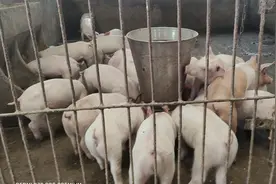 东北阿浩告诉你什么母猪的产仔数最高，最高一窝可以产30多个仔猪视频封面