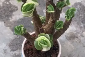 金钱木不长叶~黑叶~掉叶~黄叶~生长不好?来了聊聊呗~~~视频封面