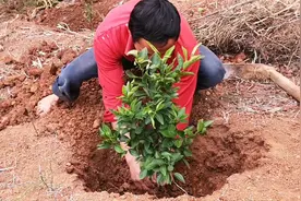 攀枝花栽橘子简单粗暴，结出来的果果还大又甜，太巴适了