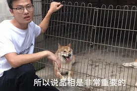 小伙家的柴犬怀孕25天，教你一招辨别母犬是否带胎！让人大开眼界视频封面