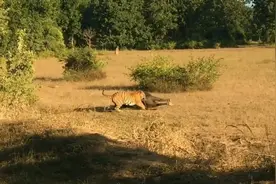 老虎拖动猎杀的野牛视频封面