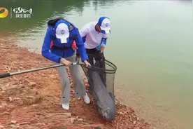 千岛湖再现60多斤巨型青鱼，溜半天终于出水了，两个人抬着都累视频封面