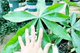 栽种发财树，小苗照样长得快，新叶油绿不发黄，个个比脸大一倍！视频封面