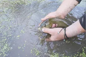 农村小哥开田抓鱼，直接把田水放干，稻田捉稻花鱼真过瘾视频封面