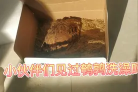 鹌鹑洗澡有见过吗，这也是他们鸟生第一次洗澡，是不是用水洗呢？