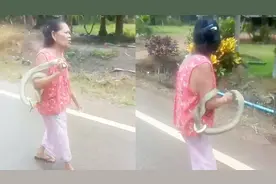 罕见！老妇徒手抓2米眼镜蛇绕手臂闲晃 曾被咬50多次仍奇迹存活视频封面