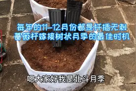 每年的11-12月份都是扦插无刺蔷薇杆嫁接树状月季最佳时机视频封面