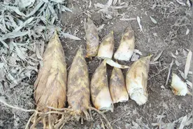 冬笋干怎么泡视频封面