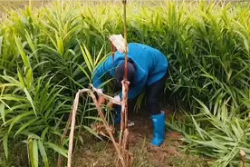 2021年种植小黄姜，亩赚10000元，看投入产出比，经济效益还不错视频封面