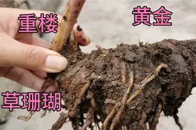 我家院子里种了好几种中药材，大家都认识吗？村里修路占地你让吗