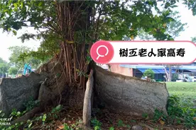 绿树成荫的树王，盘错交叉的树根，大家猜猜看，老树老人家高寿视频封面