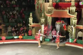 国外大型马戏团，带来全新体验 超强感受，大象表演欲强烈视频封面