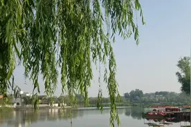 焦作沁阳市一处风景优美的好去处~天鹅湖生态园视频封面